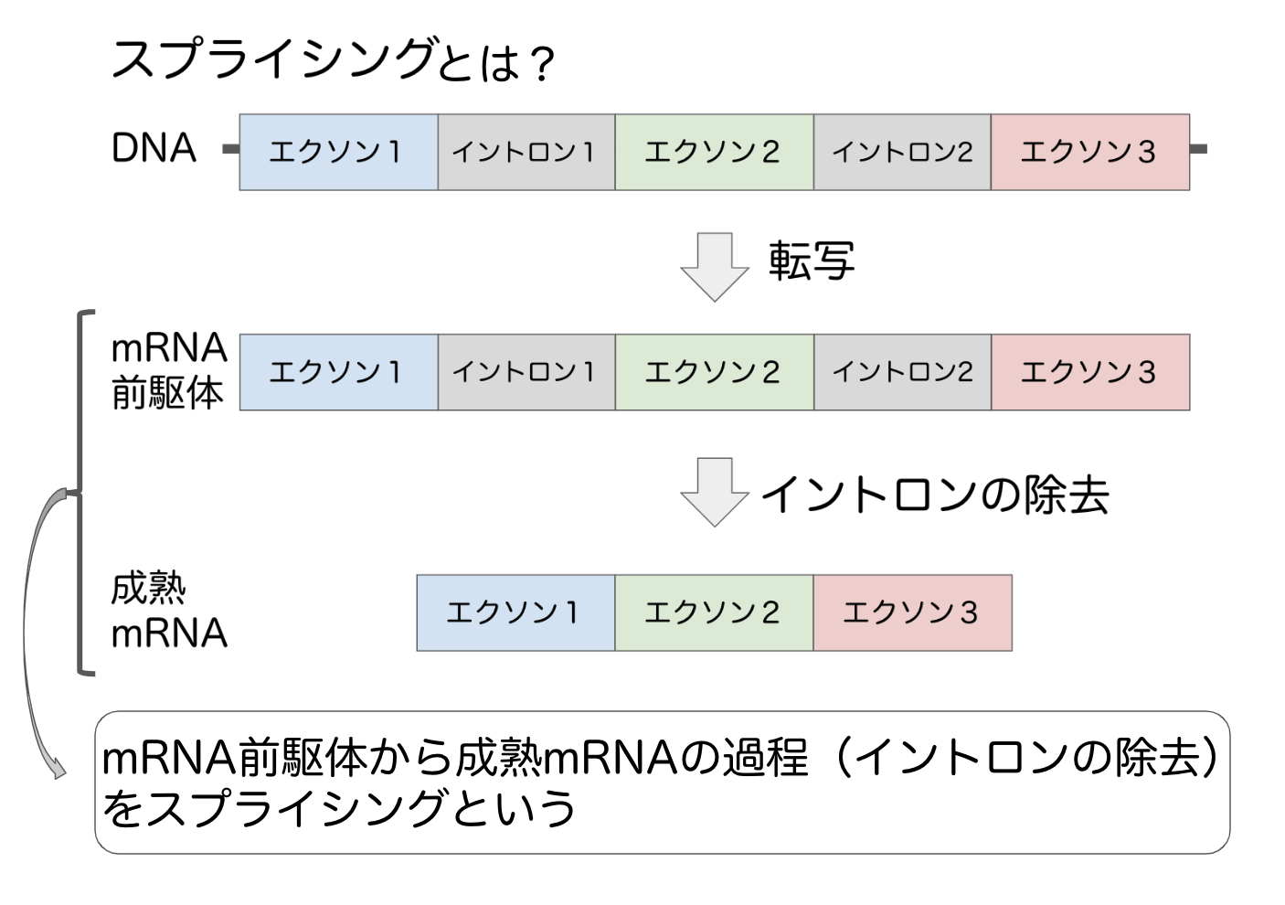 スプライシングとは?