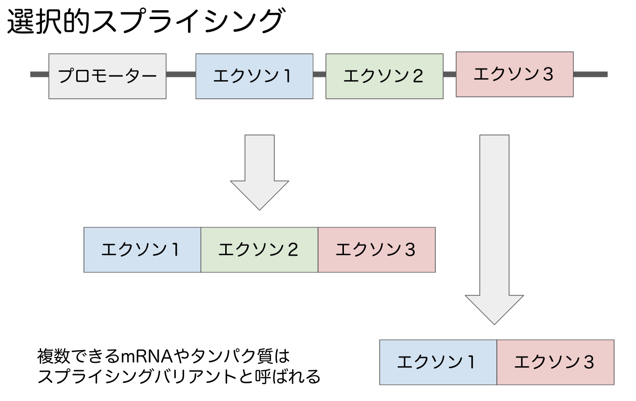 選択的スプライシングとスプライシングバリアントの概要