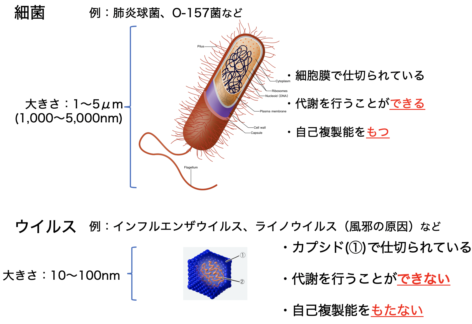 細菌とウイルスの違い