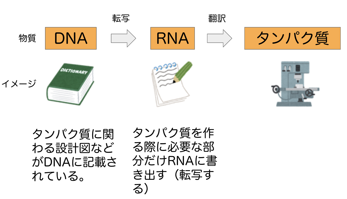 生物におけるセントラルドグマとイメージ図
