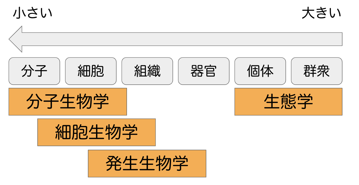 生物の基礎単位と生物学の分野について
