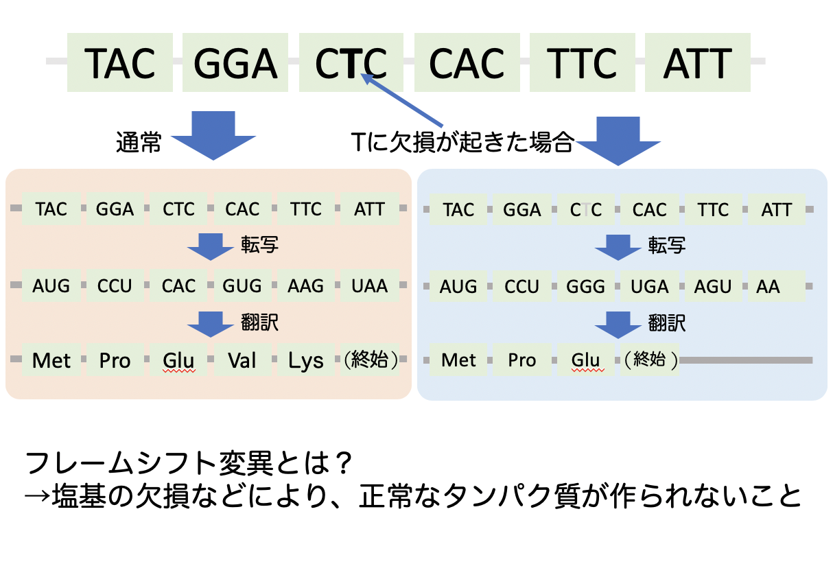 フレームシフト変異とは?