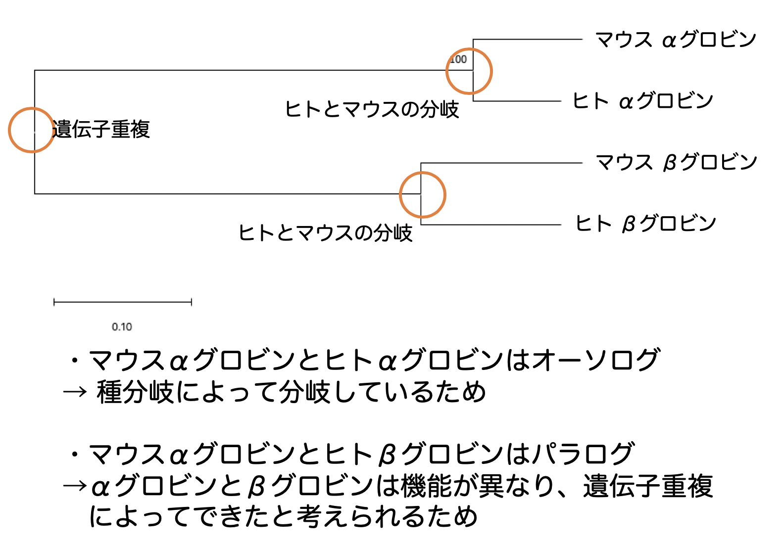 ホモログ、パラログ、オーソログの例（解釈）