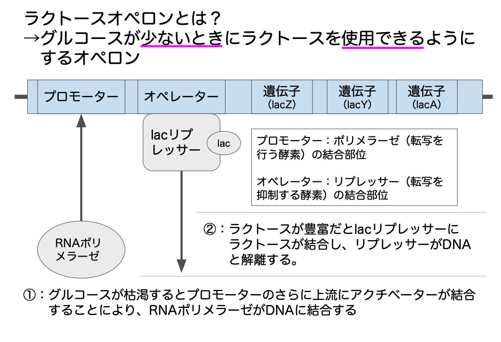 ラクトースオペロンの説明（詳細）