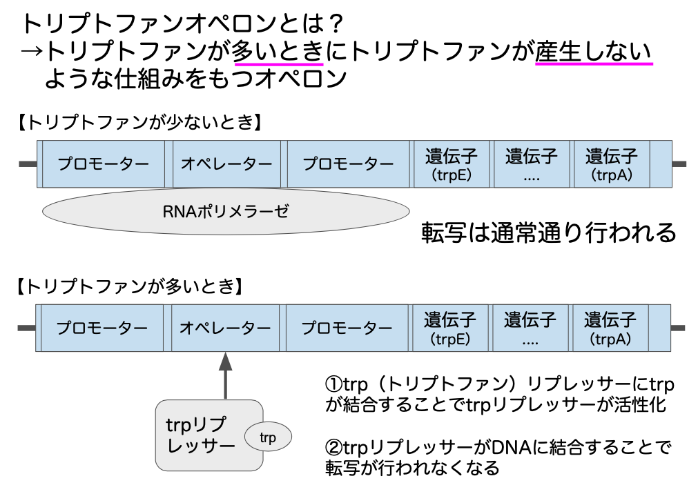 ラクトースオペロンの説明（詳細）