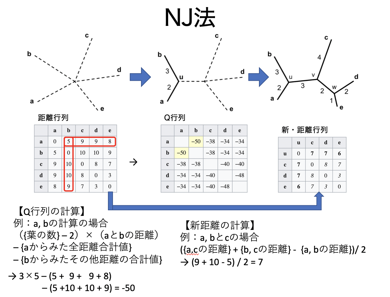 近隣結合法（NJ法）のアルゴリズムと計算例