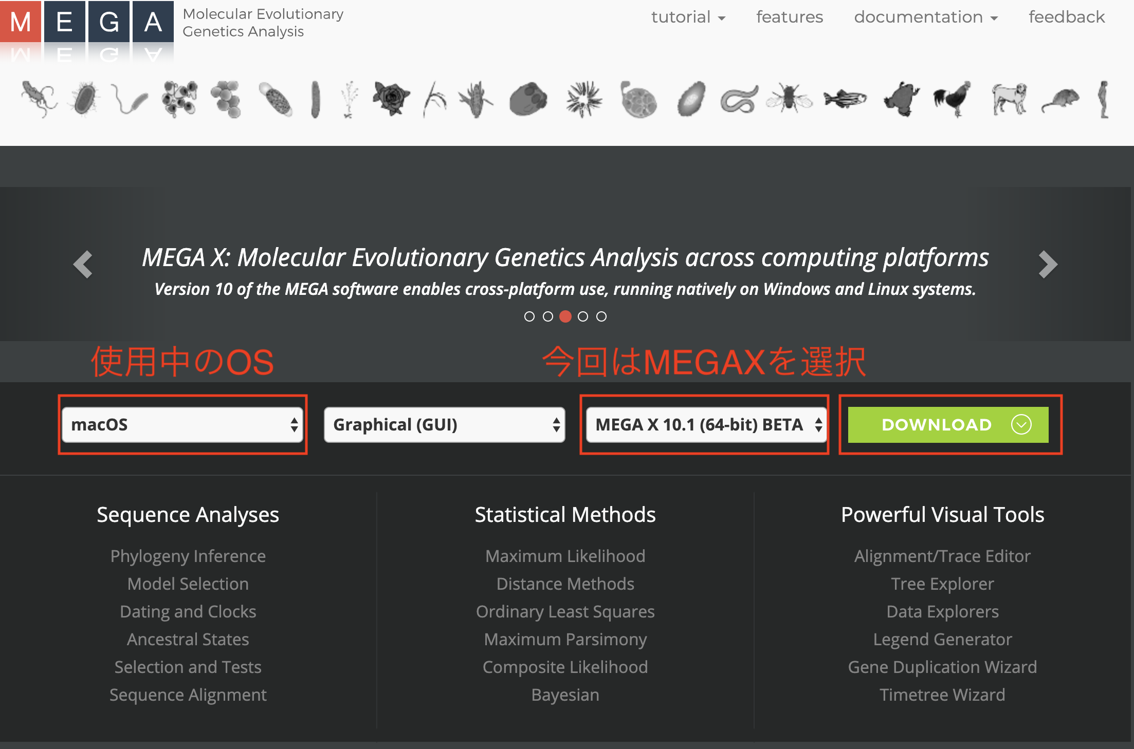 系統樹の書き方（MEGAXのインストール）