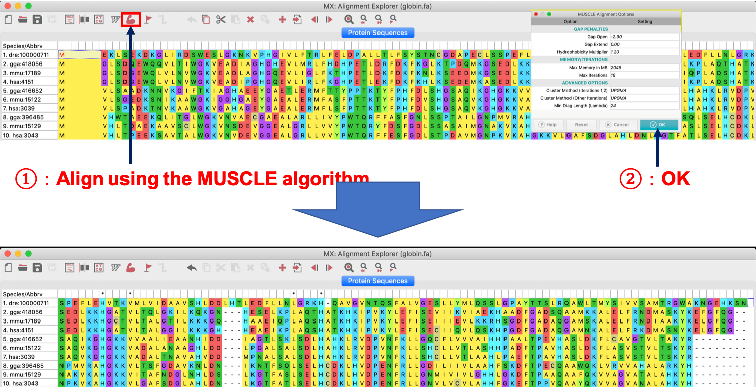 系統樹の書き方（MEGAXでマルチプルアライメント）