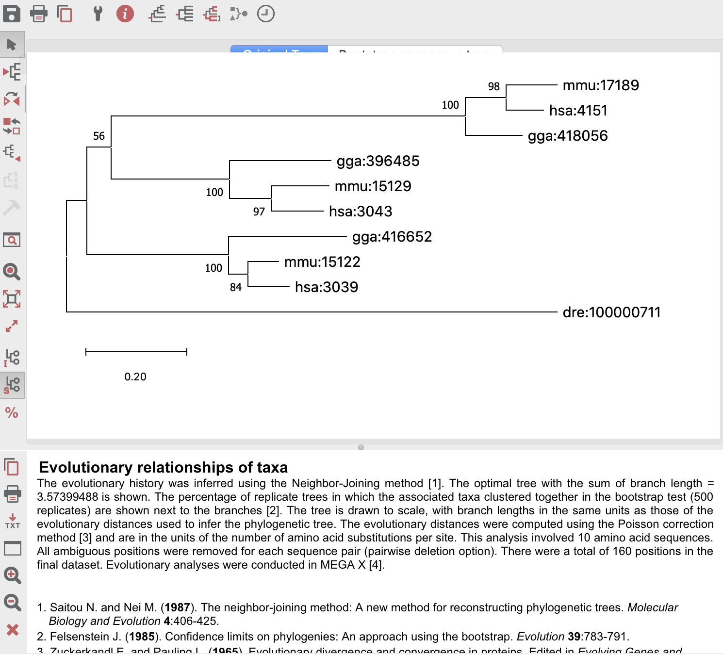 系統樹の書き方（MEGAXで系統樹の作成） 結果