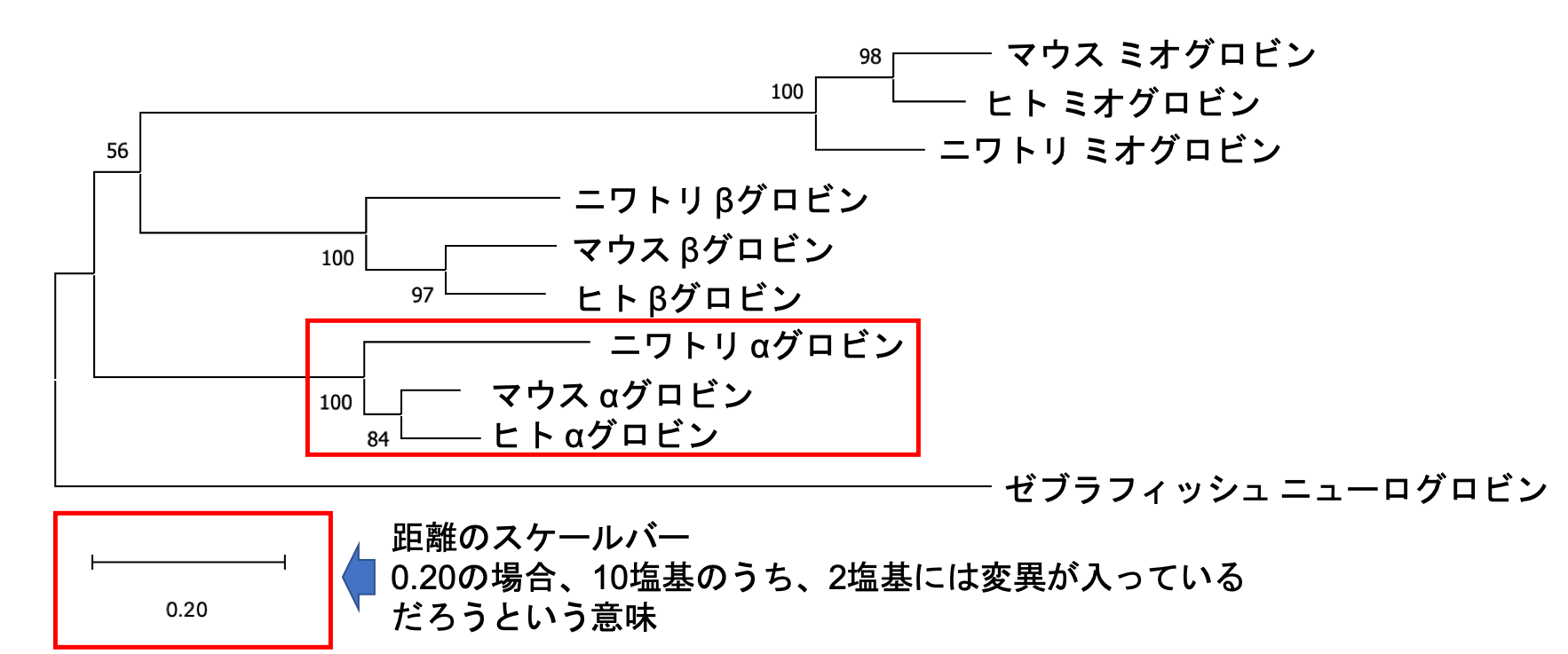 系統樹の見方 枝の長さと進化後の速度