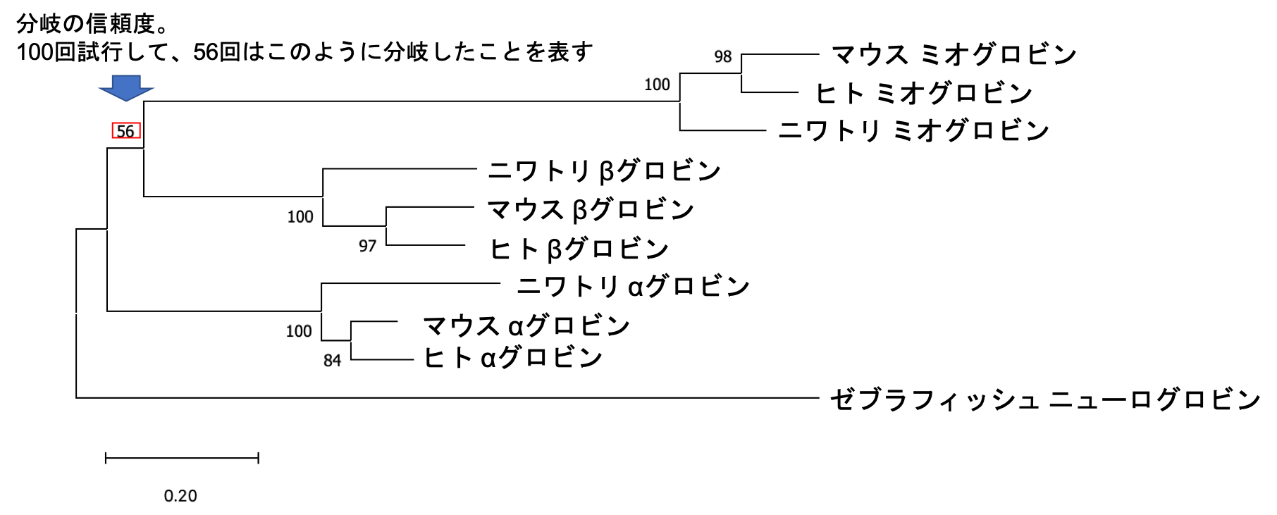 系統樹の見方 枝の長さと進化後の速度