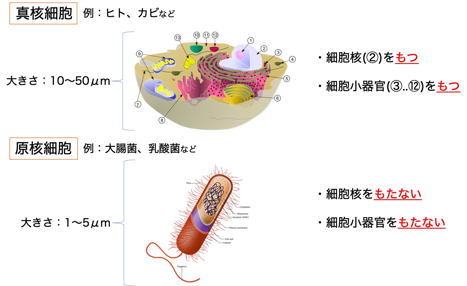 原核細胞と真核細胞の違い