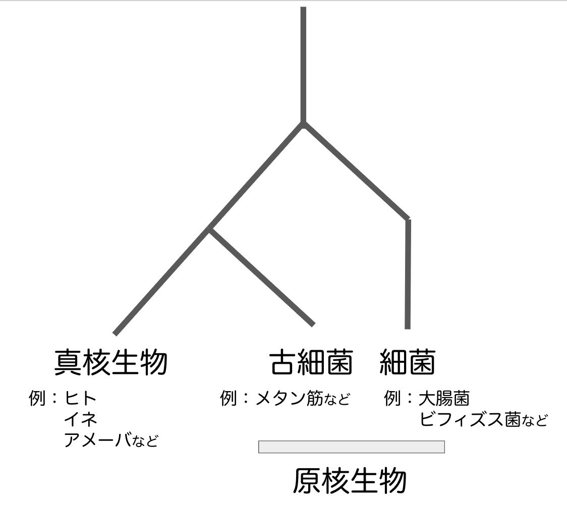 細菌・古細菌・真核生物